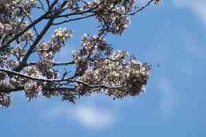 Florida fishpoison tree(Piscidia piscipula)