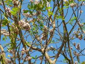 Florida fishpoison tree(Piscidia piscipula)
