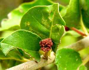 Mexican devil's-claws(Pisonia capitata)