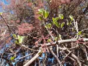 Mexican devil's-claws(Pisonia capitata)