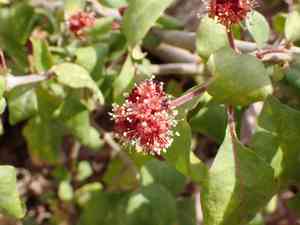 Mexican devil's-claws(Pisonia capitata)
