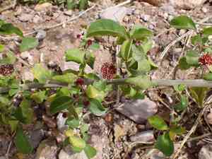 Mexican devil's-claws(Pisonia capitata)