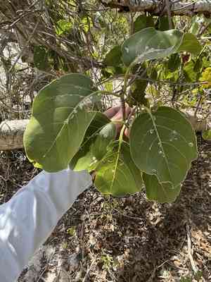 Water mampoo(Pisonia subcordata)