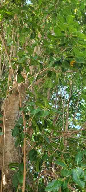 Water mampoo(Pisonia subcordata)