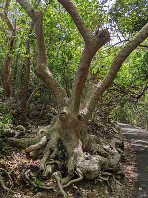 Water mampoo(Pisonia subcordata)