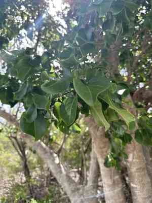 Water mampoo(Pisonia subcordata)