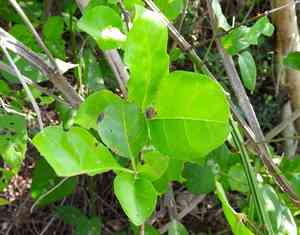 Catchbirdtrees (Pisonia)(Pisonia)