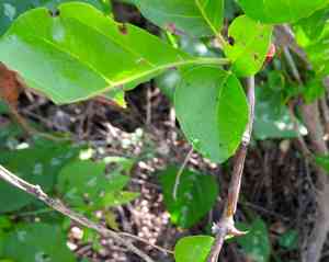 Catchbirdtrees (Pisonia)(Pisonia)