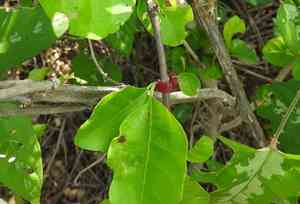 Catchbirdtrees (Pisonia)(Pisonia)