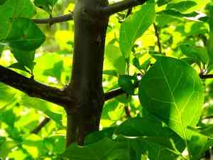 Catchbirdtrees (Pisonia)(Pisonia)