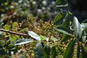 Terebinth tree(Pistacia terebinthus)