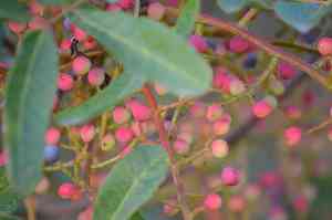 Terebinth tree(Pistacia terebinthus)