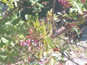 Terebinth tree(Pistacia terebinthus)