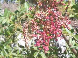 Terebinth tree(Pistacia terebinthus)