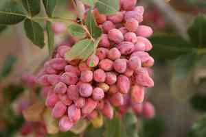 Pistacia (Pistacia)(Pistacia)