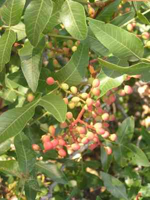 Pistacia (Pistacia)(Pistacia)