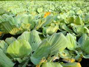 Water lettuce(Pistia stratiotes)
