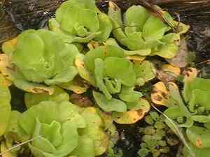 Water lettuce(Pistia stratiotes)