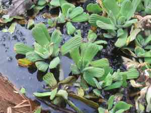 Water lettuce(Pistia stratiotes)