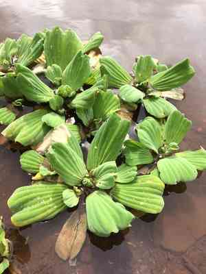 Water lettuce(Pistia stratiotes)