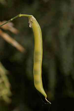 Peas (Pisum)(Pisum)