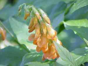 Peas (Pisum)(Pisum)