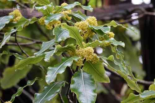 Lemonwood(Pittosporum eugenioides)