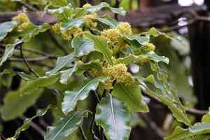 Lemonwood(Pittosporum eugenioides)