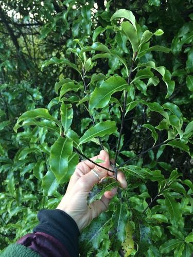 Lemonwood