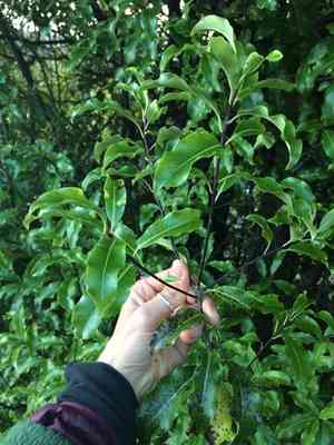 Lemonwood(Pittosporum eugenioides)