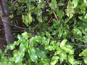 Lemonwood(Pittosporum eugenioides)