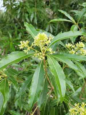 Taiwanese cheesewood(Pittosporum pentandrum)