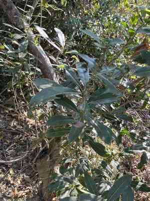 Taiwanese cheesewood(Pittosporum pentandrum)
