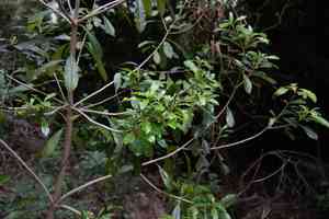 Taiwanese cheesewood(Pittosporum pentandrum)