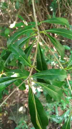 Taiwanese cheesewood(Pittosporum pentandrum)