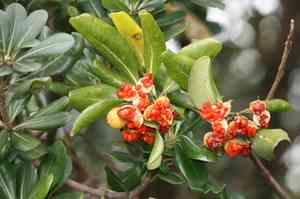 Japanese pittosporum(Pittosporum tobira)