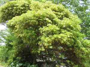 Japanese pittosporum(Pittosporum tobira)