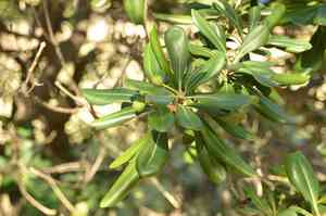 Japanese pittosporum(Pittosporum tobira)