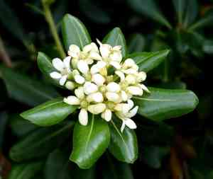 Japanese pittosporum(Pittosporum tobira)