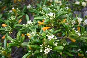 Japanese pittosporum(Pittosporum tobira)