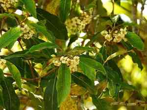 Australian cheesewood(Pittosporum undulatum)