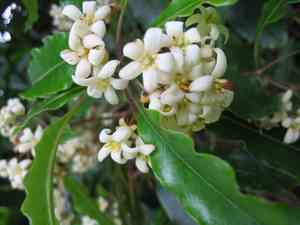 Australian cheesewood(Pittosporum undulatum)