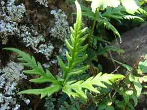 Dixie silverback fern(Pityrogramma calomelanos)