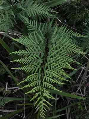 Dixie silverback fern(Pityrogramma calomelanos)