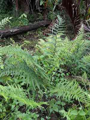 Dixie silverback fern(Pityrogramma calomelanos)
