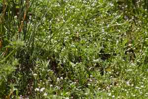 Bracted popcornflower(Plagiobothrys bracteatus)