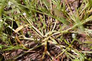 Bracted popcornflower(Plagiobothrys bracteatus)
