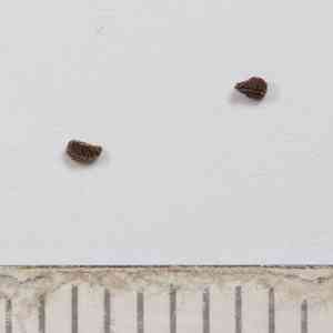 Bracted popcornflower(Plagiobothrys bracteatus)