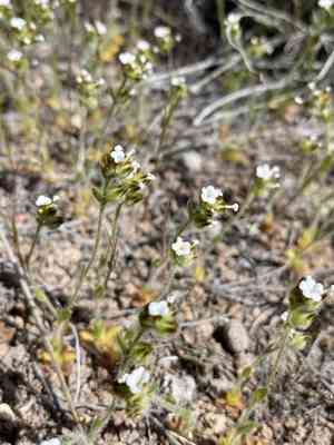 Pacific popcornflower(Plagiobothrys tenellus)