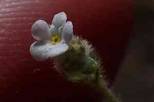 Pacific popcornflower(Plagiobothrys tenellus)